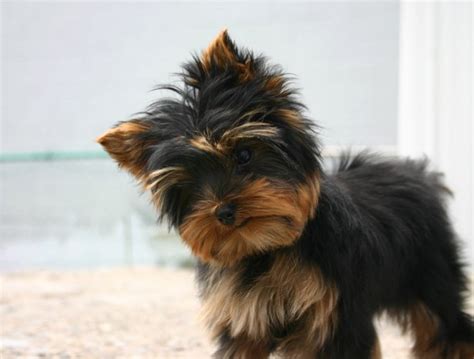 Yorkie puppy black and tan