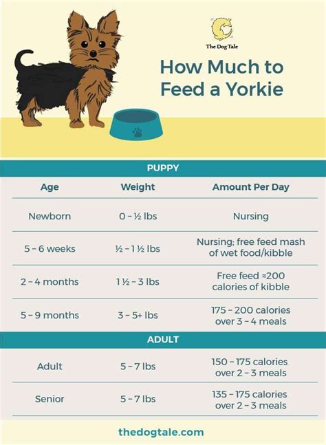 Yorkie puppy eating schedule. .  <a href=http://estimate.xpager.ru/bitrix/adm...