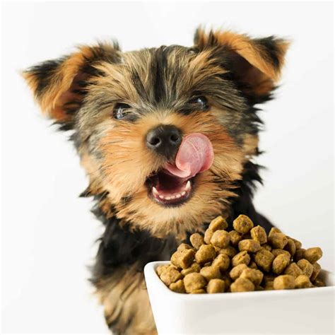 Yorkie puppy eating treats