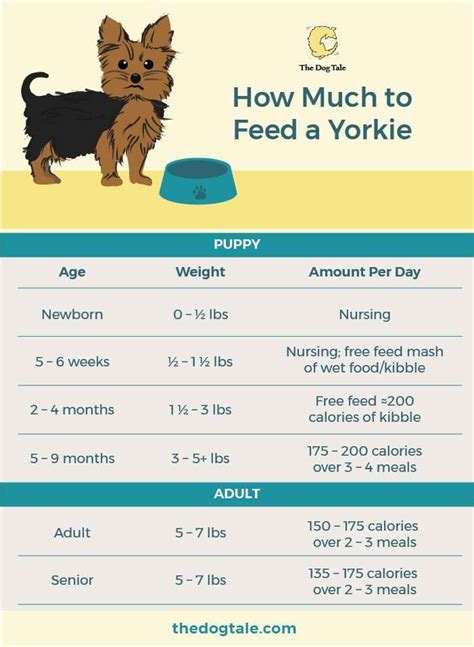 Yorkie puppy feeding guide