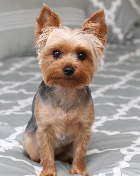 Download the Yorkshire terrier with a sleek and modern puppy cut o