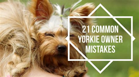 Yorkie puppy mistakes