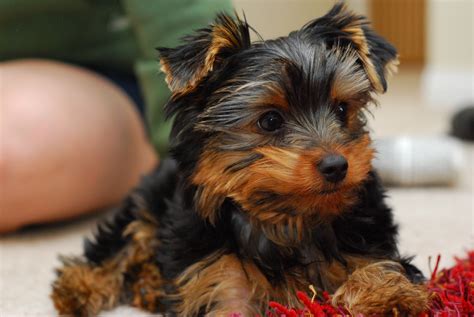 Yorkie Puppy Paws