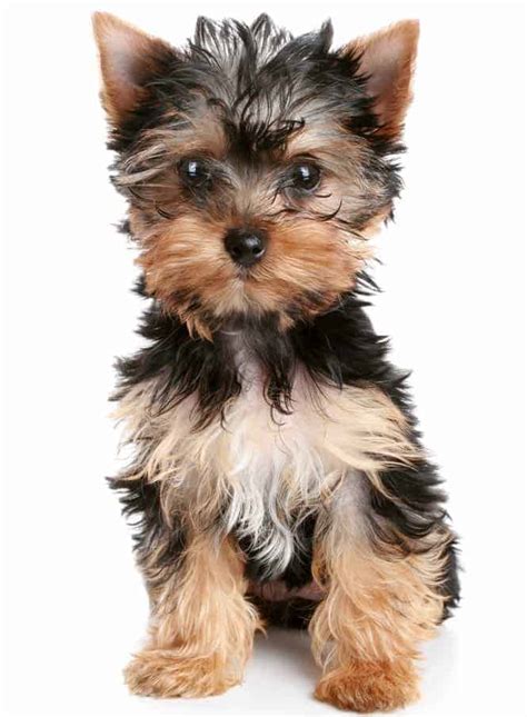 Yorkie puppy personality