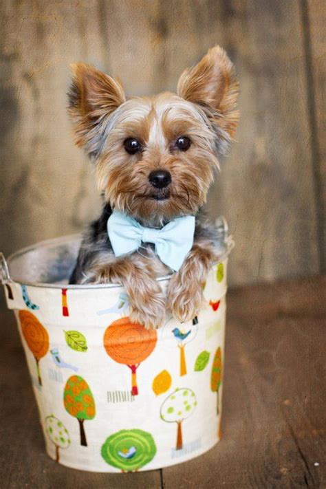 Yorkie puppy with props