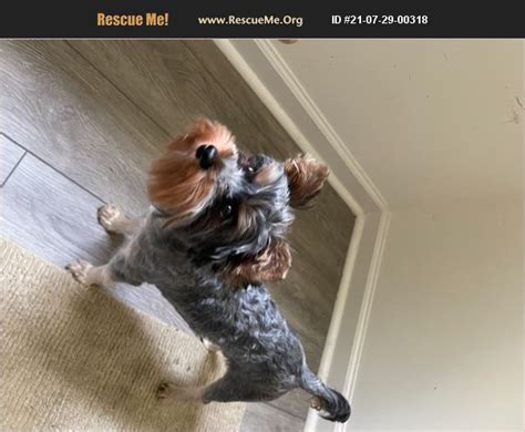 Search for chihuahua rescue dogs for adoption near Atlanta, Georgia. Adopt a rescue dog through PetCurious. . 
