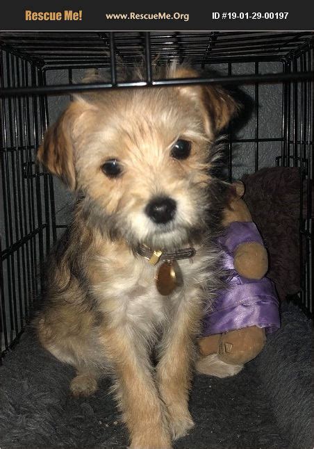 If you're looking for a puppy, Yorkshire Terrier puppies for sale near Denver aren’t your only option. We work with breeders from all over the country to bring you the best selection of dogs anywhere. And thanks to modern air transportation, it's easier than ever to get your new pup delivered right to your doorstep.. 