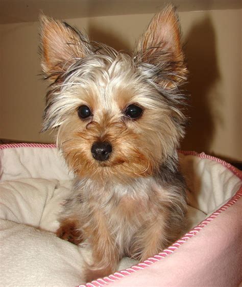 Treasure Trove Yorkies is a small breeder, located in sunny Tarpon Springs, Florida. Our goal is to produce healthy, high quality Teacup Yorkies for sale bred to AKC standards. We work closely with another Yorkshire Terrier breeder who strives to produce the same quality pups as ours. In fact, we share breeding dogs and highly endorse one ... . 