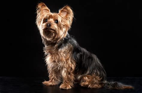 Nov 10, 2016 · A Yorkie Poo is a cross between the Yorkshire Terrier and the Toy or Miniature Poodle. They are an intelligent, gentle and loving breed that make amazing family companions. Their small size make them ideal for apartment dwellers. The Yorkie Poo is a fun-loving breed with a confident personality and a zest for life. . 