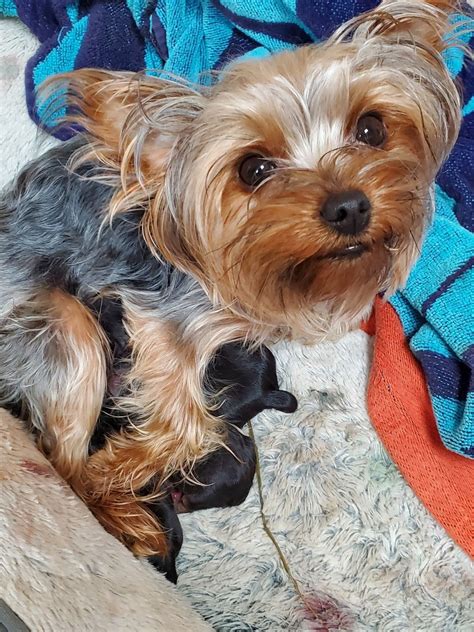 Search for yorkshire terrier rescue dogs for adoption near Toledo, Ohio. Adopt a rescue dog through PetCurious.. 