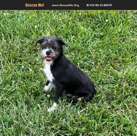 Yorkie rescue richmond va. .  They don&rsquo;t need much room to roam, but their feist...