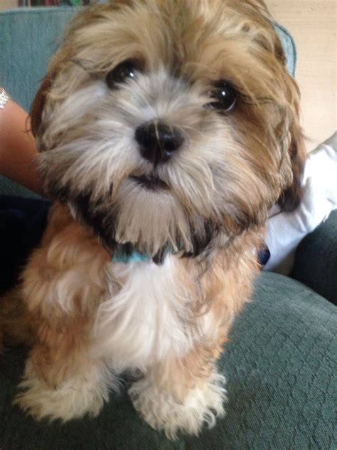 Yorkie shih poo mix. Things To Know About Yorkie shih poo mix. 