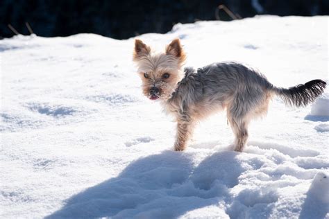 Yorkie Shivering Cold