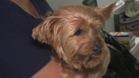 Yorkie stolen from Doral pet store found safe, employees say