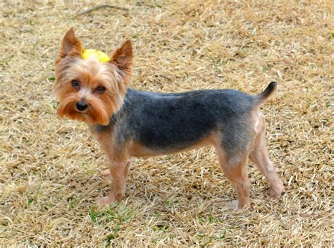 Yorkie Summer Cut: The Hot-Weather Yorkie Hairdo. This Yorkie haircut is uber-popular, especially in the spring and summer months. It's easy to maintain, adorable, and keeps your dog cool when it gets really hot out. Yup, it's the classic summer cut!. 