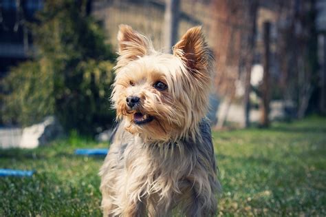 Overweight Yorkie Terrier