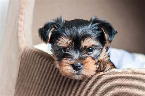 Yorkie Training Timeline