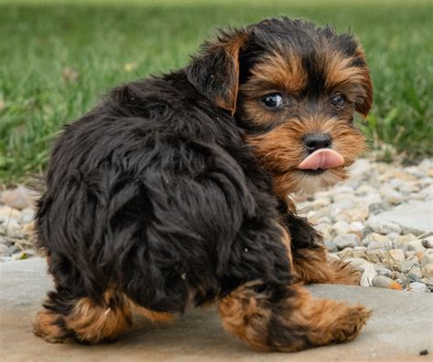 Yorkie weight loss