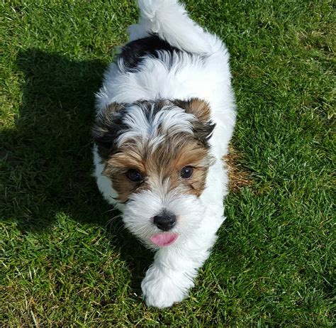Adopt a Yorkie, Yorkshire Terrier near yo