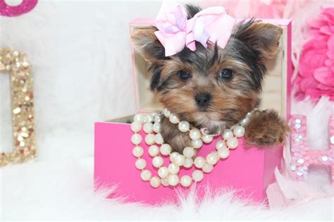 Yorkies are Hypo-Allergenic, do not shed, have a very sweet temperament and always offer lots of kisses. . Yorkiebabies