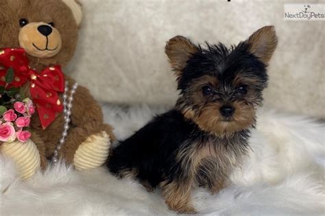 Search for a Yorkie, Yorkshire Terrier puppy or dog. Use the sear