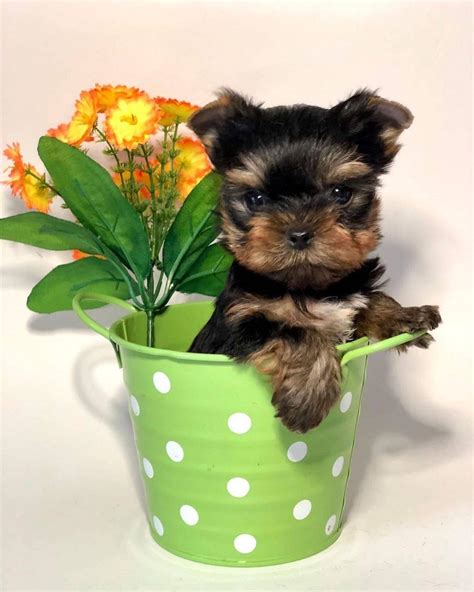Yorkies for sale in alabama. Showing 1 - 21 of 653 Yorkshire Terrier puppy litters. AKC Champion Bloodline. Yorkshire Terrier Puppies. Males Available. 6 weeks old. Crystal Messersmith. Columbia, SC 29210. GOLD. AKC Champion Bloodline. 