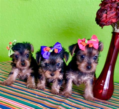 Yorkies for sale in albuquerque. Yorkshire terriers, known as Yorkies, live an average of 12 to 15 years. The small dogs often suffer from health problems including bronchitis, easily upset stomachs, eye infections and tooth decay. They also tend to have spine problems and... 