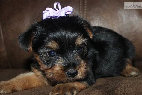 Find Yorkshire Terrier puppies for sale. Originating from the British Isles, Yorkies worked in mines and then became beloved royal palace dogs. They're energetic and playful, while rocking a glorious mane that recalls their royal roots. We offer top quality, loving, colorful pups with a focus on health and temperament that are sure to brighten .... 