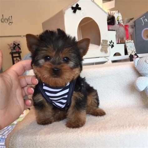  806-789-3350 Foster's Tiny Yorkies ~ One of the Top Yorkie B