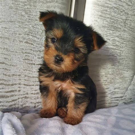 Teacup micro AKC parti female Yorkie Yorkshire terrier. Beautiful tiny purse baby charting to be 3 lbs. weighs 1 lb 7 oz at 12 wks old. Very tiny and compact with short legs... Pets and Animals Indianapolis 1,800 $. View pictures..