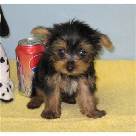 Save Search and Create Notification. PuppyFinder.com is your source for finding an ideal Yorkshire Terrier Puppy for Sale in USA. Browse thru our ID Verified puppy for sale listings to find your perfect puppy in your area. Puppyfinder.com has located Yorkshire Terrier puppies in the following location (s): LILBURN GA, ROSEVILLE MI and AKRON OH.