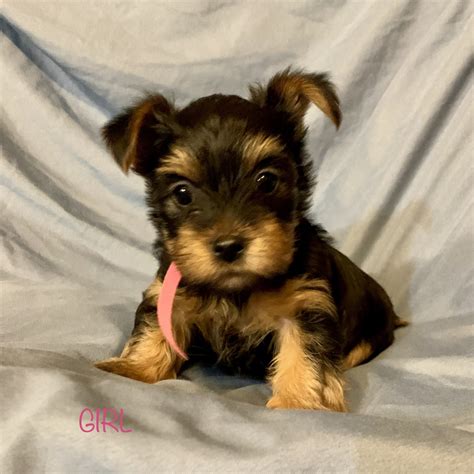 This breed mixes the best qualities of the Yorkshire Terrier and the Maltese, in a toy-sized, gorgeous hybrid. Morkies make an excellent addition to any home, big or small. Adopt a Morkie puppy at Premier Pups today. Premier Pups is your go-to source for the best Morkie puppy sales in Louisville, Kentucky. We partner with the best dog breeders ...
