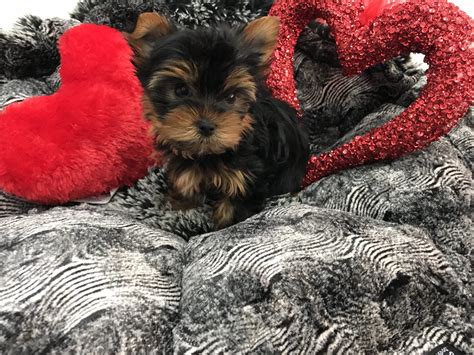 Yorkie Puppies for Sale. 5 pure bread Yorkie puppies in need to be re-homed to a great family. Born November 19th, 2022 4 female pups and 1 male. Please call me at xxx-xxx-xxxx or xxx-xxx-xxxx Re-homing fee $1300.00 The mother and father or on the images. AVAILABLE FOR CHRISTMAS View Detail..