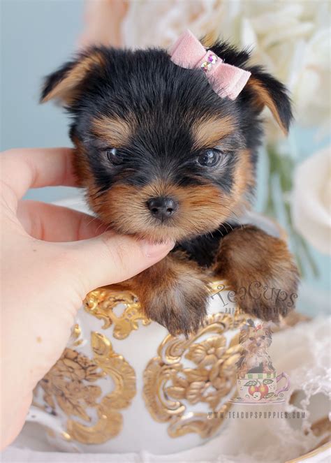 See our website, WWW.YORKIEBABIES.COM for prices and photos starting at $850 and up. WE SHIP. Credit Cards Accepted. CALL 954-324-0149. Elegant Teacup Puppies. Classy Teacup Yorkies, Teacup Maltese, Morkies, Pomeranians, Shih Tzus and Chihuahuas.. Yorkies for sale in miami