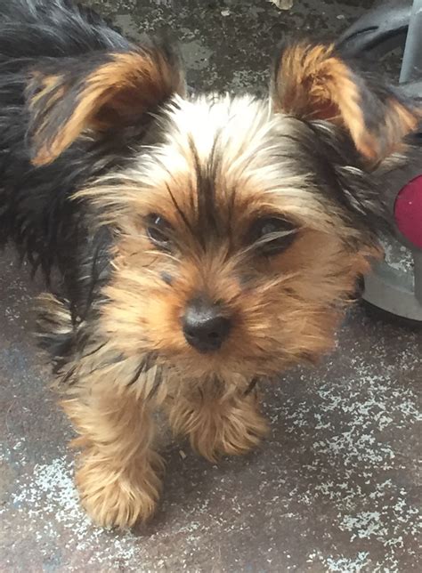 Yorkies for sale in pittsburgh. Wire Fox Terrier Puppies - Boujee Terriers…. Males / Females Available. 7 weeks old. Michele Flores. Burleson, TX 76028. New! AKC PuppyVisor™. Hire AKC PuppyVisor to guide you through the puppy finding journey. Every puppy buyer should start here! 