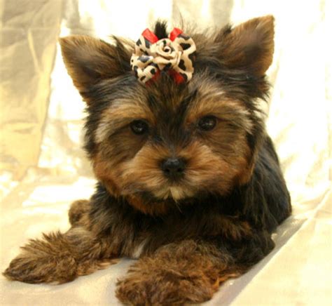 How much do Yorkshire Terrier puppies cost in Sacramento, CA? The typical price for Yorkshire Terrier puppies for sale in Sacramento, CA may vary based on the breeder and individual puppy. On average, Yorkshire Terrier puppies from a breeder in Sacramento, CA may range in price from $2,500 to $3,500. ….. Yorkies for sale in pittsburgh