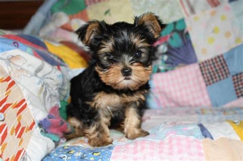 Yorkie Poos for sale in Raleigh, North Carolina. $500. Share it or review it. One all black female Yorkie poo and three all white male Yorkie poos. $500- $200 deposit required to hold the puppies. The remaining balance is due at pick up or delivery. Mother is a Yorkie and father is a white poodle. Puppies will go home dewormed with their first ...