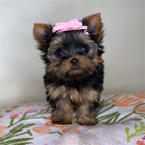 Yorkies for sale under $500 near me. How much do Yorkshire Terrier puppies cost in Melbourne, FL? The typical price for Yorkshire Terrier puppies for sale in Melbourne, FL may vary based on the breeder and individual puppy. On average, Yorkshire Terrier puppies from a breeder in Melbourne, FL may range in price from $2,075 to $3,375. …. Read more. 