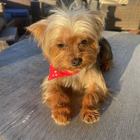 Yorkies of austin. Our Mission at Yorkies of Austin's Store is Education, Heath, and the Safety of animals.Our program in Education. We take pride in this by certifying pet 