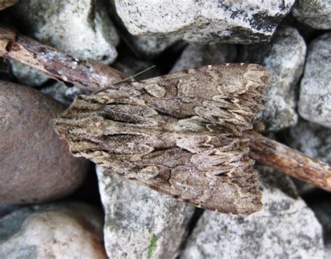 Yorkshire Moths - The macro and micro moths of Yorkshire.