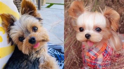 Benefits of Yorkie Puppy Face Cut