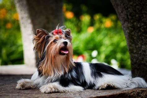 Diet for Yorkshire Terrier Biewer