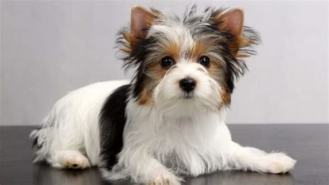 Yorkshire Terrier Coat Types