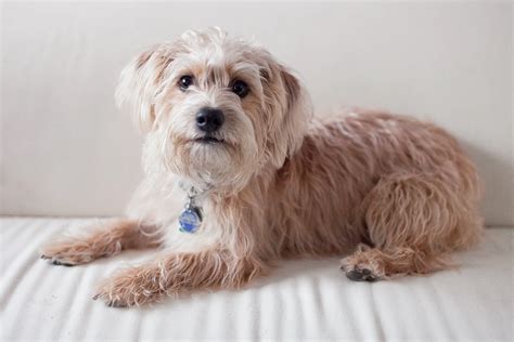 Yorkshire Terrier Cross Poodle personality