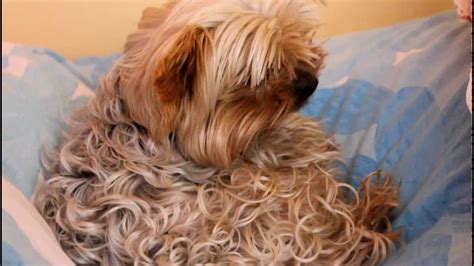 Yorkshire Terrier Curly Hair Advantages