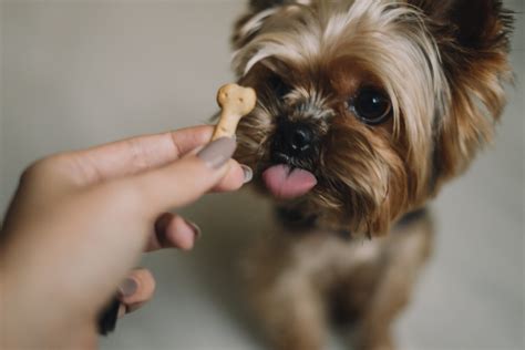 Yorkshire Terrier Enrichment