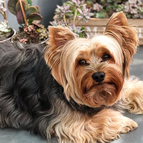 Yorkshire Terrier First Time Owners