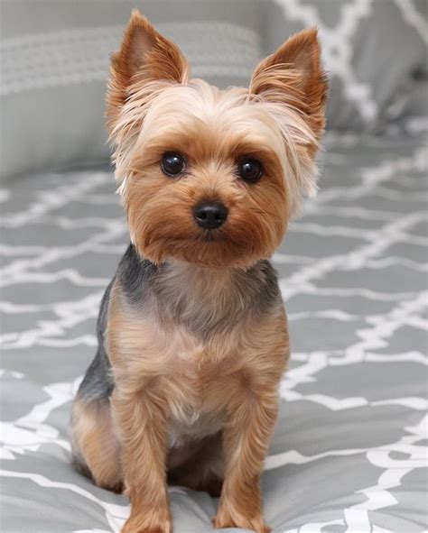 Yorkshire Terrier Hairstyles