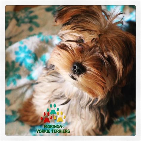 Yorkshire Terrier Heeling