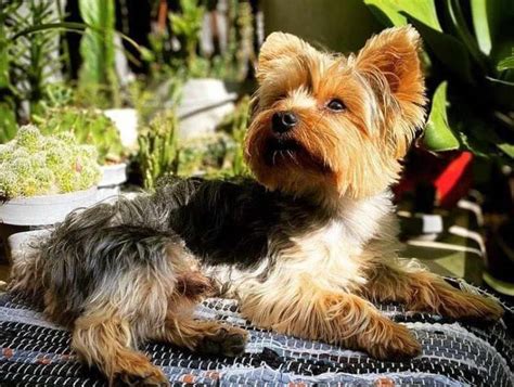 Yorkshire Terrier Photos - Anything Terrier